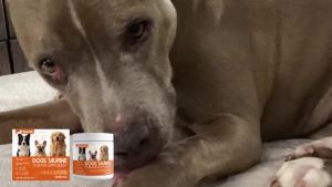 Dogs Taurine Powder Support Heart Health Boosts Vital Energy Levels Maintain Healthy Joint Movement Daily Nutrition Supplements