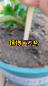 6 Bags Quick Growth Fast Rooting Powder Rooting Hormone Powder Improve Flowering Cutting Survival Rate