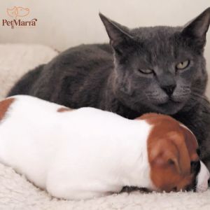 PetMarra Sprinkles for Cats and Dogs Salmon Flavor 120g Supplement Appetite Booster Topper Cat Dog Puppy Kitten