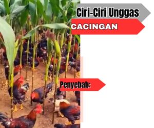Obat Cacing Super Rontok Ayam Bangkok Terbaik untuk Mengobati Ayam Sakit Cacingan Secara Efektif