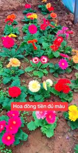 [10 Gói Tặng 1] Hạt Giống Hoa Đồng Tiền Kép Dễ Trồng Nhiều Màu Tuổi Thọ Cao Gói 150 Hạt