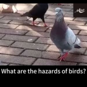 (Ready Stock) Bird repellent outdoor Plant formula Pigeons repellent Long-lasting effect for 365 days Penghalau burung merpati  Suitable for various places Bird spikes Drive away crow magpie pigeons 驱鸟神器 赶鸟神器