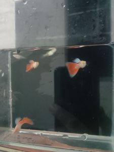 GUPPY SKY RED PAIR