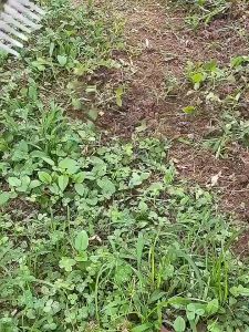 👍10ปีไม่พัง!คราด คราดเหล็ก คราดหญ้า คราดถากหญ้า 7ฟัน คาดหญ้า คาดหญ้าเหล็ก คราด อุปกรณ์ทำสวน คราดมีด้าม ใช้ขุดดิน ขุ่นถางหญ้าดายหญ้า จอบถากหญ้าเล็ก เเหลมคม มีคุณภาพ