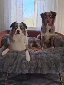 Dog Mat Dog Bed Dog Sofa Warm Sleeping in Winter Removable and Washable Plush Dog Bed Sofa Cushion