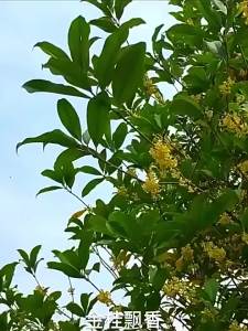 FANZUZHEN | No Sulfur Additive Freeze Dried Premium 12A GuiLin Osmanthus Tea