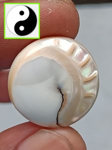 Batu Posil Kerang Yin Yang  Kristal