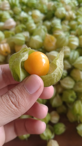 CIPLUKAN FRESH JUMBO 250 GR BUAH CECENDET GOLDEN BERRY