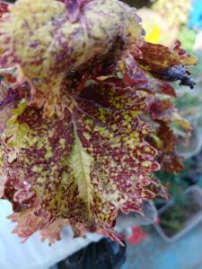 Coleus rare live plant with roots (in 3.5x3.5x8" nursery bag)