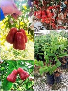 ต้นชมพู่ทับทิมจันทร์ ❤️หวานกรอบอร่อยได้ที่บ้าน ออกผลไวมาก 7-8 เดือน เริ่มออกผล ต้นแข็งแรง สูง 50-70 ซม. ปลูกง่ายโตไว ได้ทานผลจริง ระหว่างขนส่งสินค้าเสียหาย เครมฟรีค่ะ มีบริการหลังการขาย