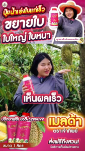 ปุ๋ยน้ำ มันสำปะหลัง แมกนีเซียม+สังกะสี สูตร เข้มข้น (เมลด้า 1 ลิตร) กดใบอ่อน เร่งใบแก่ ใบหนาใหญ่ เขียวเข้ม