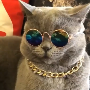 [COD] แว่นสัตว์เลี้ยง แว่นแมว แว่นหมา แว่นสุนัข Pet แว่นตากันแดด glasses พร้อมส่งจากไทย