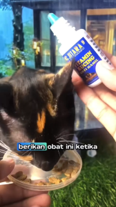 OBAT ANTI HAMIL KUCING MENCEGAH KEHAMILAN DAN PROSES OVULASI PADA KUCING