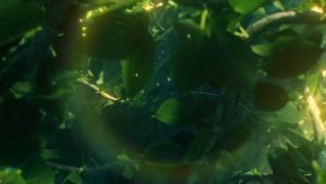 Totaria Kapsul Lunak Koenzim Q10: Meningkatkan Kesehatan Jantung & Stamina