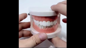Tooth Model Dental Study Teaching for Student Dental Model Teeth Standard Teeth Teaching Mode