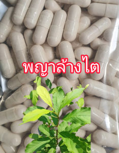 พญาล้างไต   250  มก.  ขนาด  200  แคปซูล  ล้างได้ทุกระยะ