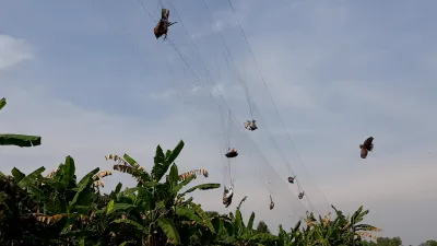 lưới tàng hình 30m 6p cao 6m 4 viền 3 túi chuyênquành quạchsáokhướucu tiểu