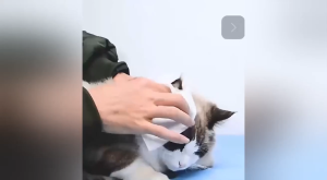 【Stockpiling pack】20 Pack Pet Wipes Bundle for Dogs and Cats Alcohol-Free and Gentle on Skin 80pcs