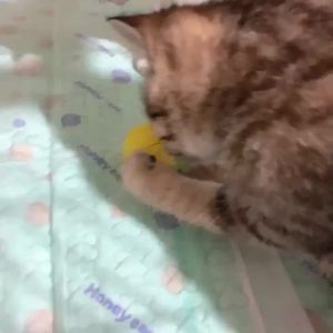 5Pcs Cat Toys Feather Rustling Cat Scratching Ball Toy Cats Supplies Random Color
