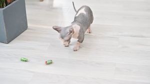 Pet Interactive Electric Bug Cat Toy Escape Obstacle Automatic Flip Electric Toothbrush Beetle Fun Toys