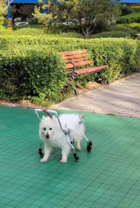 Elderly Dog Wheelchair Forelip Four-Wheel Pet Hemiplegia Dog Car Forelip Electric Vehicles for Disabled Full Body Limb Paralysis Dog Auxiliary Car