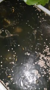 Turtle Food BESSN  thức ăn cho tất cả Rùa Baba Bò sát GÓI 50G