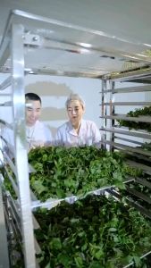 [Mua 3 Hộp Tặng 3 Hộp + Bình pha] Detox 3 trong 1 Rau má diếp cá tía tô Eherbal – Sấy thăng hoa hiện đại nguyên chất 100% thanh lọc cơ thể khỏe đẹp từ bên trong