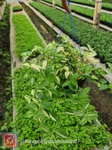 Tanaman Hias Hidup | Gewor Variegatta ( 1 Pot Rimbun )
