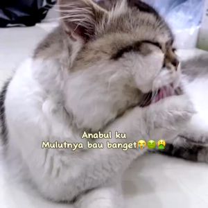 Penyegar Nafas Anjing Kucing / Penghilang Bau Mulut Hewan l Pet Oral Spray Hygiene Solution 120ml