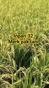 Benih padi Sunggal pak tani Prima SS Jumbo 5 kg/Benih Padi Unggul Sunggal Prima Jumbo Pak Tani 5 kg