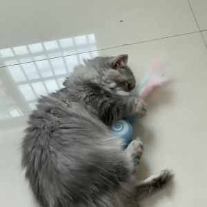 Cat Toys/Mainan Kucing- Cartoon Tumbler with Catch Ball/ Colourful Feather