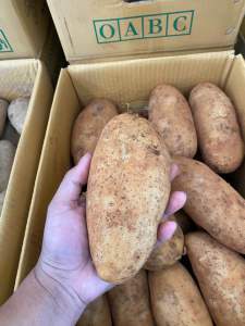 มันสปุนต้า มันสด  มันฝรั่งสด มันไทย มันโอ มันเอ ไม่แช่เย็น ทอดไม่ดำ ทำมันเกลี้ยวทอด เฟรนซ์ฟราย