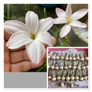 008.หัวดอกบัวดิน Yuki หัวละ 20 บาท ดอกหอม