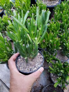 กุหลาบหลอด หูเชร็ค Crassula Ovata Gollum ไม้อวบน้ำ  ขนาดขนาด 4 นิ้วและขนาด 8 นิ้ว
