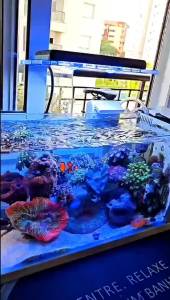 Zetlight Aquarium Led Light ZA1201AI Full spectrum seawater coral lamp through Wifi APP control light For SPS LPS