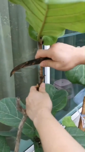 อุปกรณ์รากพืชลูกพันธุ์แรงดันสูงสวนกรณีการปลูกถ่ายอวัยวะการปลูกถ่ายอวัยวะการเจริญเติบโตการเจริญเติบโตการขยายพันธุ์เครื่องมือสวน