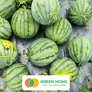 Hạt Giống Dưa Hấu Không Hạt Lai F1 Greenhome Gói 5 Hạt Dễ Trồng Quanh Năm Nảy Mầm Cao T27
