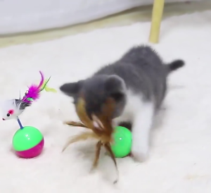 Bola Mainan Anak Kucing Hewan Peliharaan Rattle dengan Tikus Goyang Warna-warni