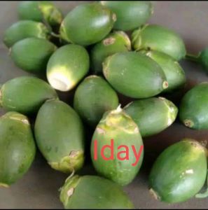 Buah pinang muda murah Asli muda segar buah pohon pinang muda OBAT HERBAL