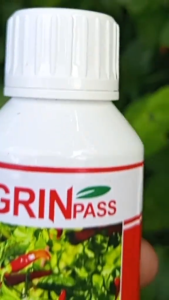 PUPUK ORGANIK TANAMAN CABAI GRIPAS AMPUH TINGKATKAN HASIL PANEN MELIMPAH