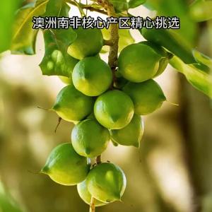 LAOJIEKOU | Buttery Flavor Healthy Snack Macadamia Nuts 500g