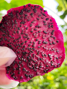 Additive Free Red Pit Dragon Fruit Dried Slices