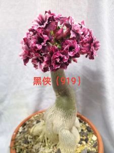 Adenium Obesum Bonsai ID 919 黑侠 富贵花