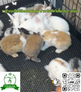 ซื้อ 2 แถม 1 หญ้าเนเปียร์อัดเม็ดพิเศษ 100% เหมาะสำหรับสัตว์เลี้ยงทุกชนิด พิเศษ 10 ชิ้นแรก ลดราคา 50%!