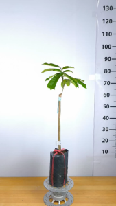 Cây Giống Bòn Bon Thái Ghép - Trái To Cơm Dày - Vị Ngọt Thanh - Nhanh Cho Trái - Cây Giống Vân Anh