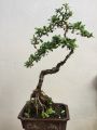 Cây trà phúc kiến bonsai. 