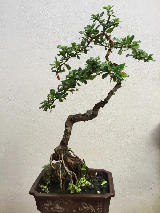 C%C3%A2y%20tr%C3%A0%20ph%C3%BAc%20ki%E1%BA%BFn%20bonsai%20-%20Image%201