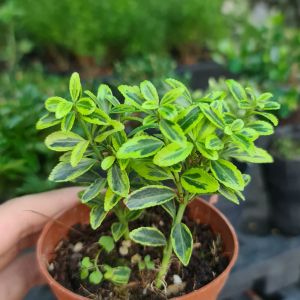 Cây Hoàng Kim Mini – Cây Terrarium Paludarium Bể Bán Cạn Tiểu Cảnh