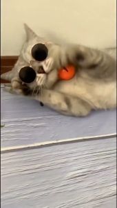 Kacamata Pelindung Sinar UV & Perlindungan Mata Hewan