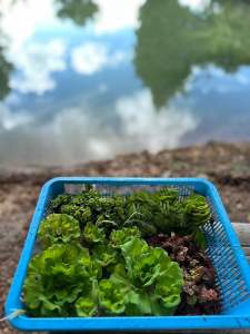 ชุดสุดคุ้ม จอกกุหลาบ จอกแดง จอกหูช้าง จอกรังผึ้ง รวม4จอก 1ตะกร้า